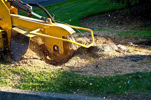 Tree Branch Trimming in Easley, SC